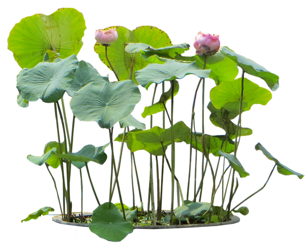 Aquatic Plants - Java Moss