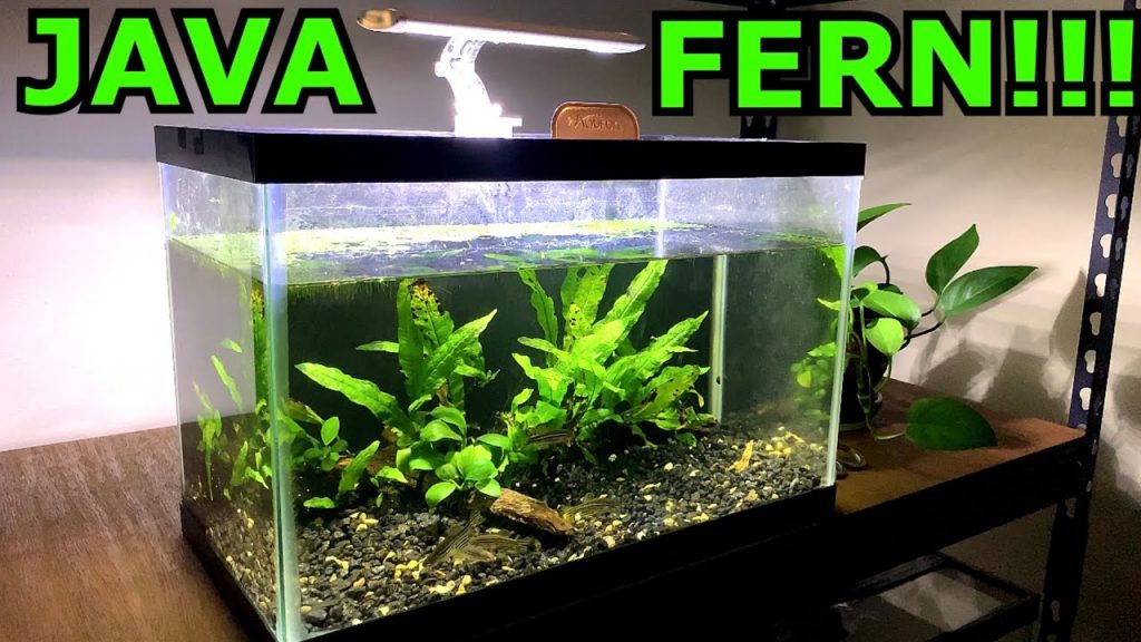 Why is Java Fern So Good For Beginners?